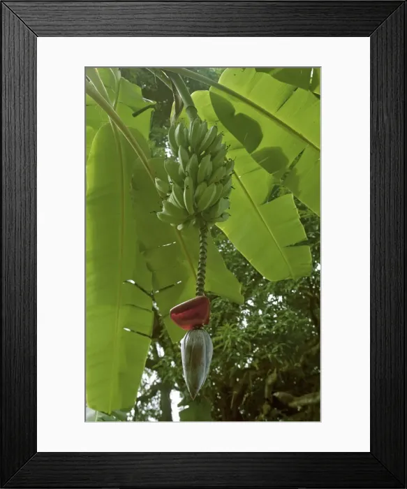 Framed Print : Bananas on tree - Tanzania - Africa Framed Print : Bananas on tree - Tanzania - Africa