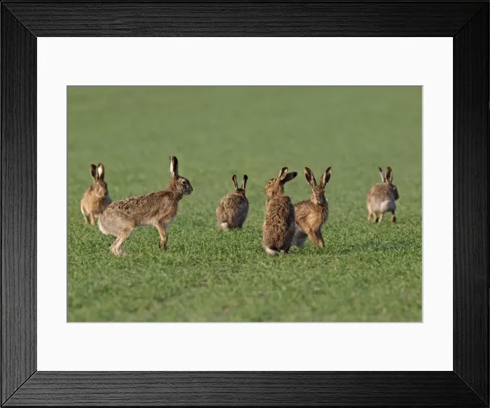 Framed Print : European / Brown Hare - in mating season - Austria Framed Print : European / Brown Hare - in mating season - Austria