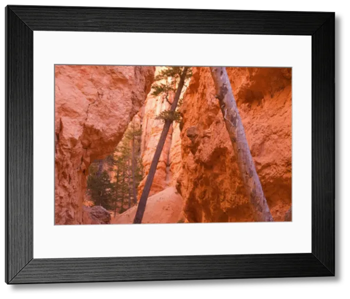 Framed Print : Douglas Firs - growing inside the steep sandstone walls of Wall Street deep within the maze of hoodoos and rock formations of Bryce Canyon - Bryce National Park - Colorado Plateau - Utah - USA Framed Print : Douglas Firs - growing inside the steep sandstone walls of Wall Street deep within the maze of hoodoos and rock formations of Bryce Canyon - Bryce National Park - Colorado Plateau - Utah - USA