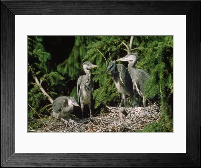 Framed Print : Heron - young Framed Print : Heron - young