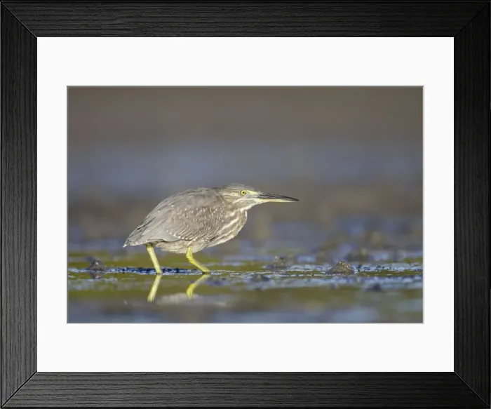 Framed Print : Mangrove  /  Striated Heron - showing plumage of immature bird - feeding on small fishes found in the pools in tidal mudflats around mangrove habitat - Queensland - Australia