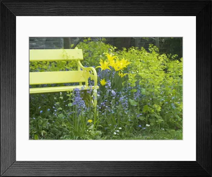 Framed Print : Yellow Bench and Lilly flowering West Point Tulips amongst Bluebells and Smyrnium perfoliatum Framed Print : Yellow Bench and Lilly flowering West Point Tulips amongst Bluebells and Smyrnium perfoliatum