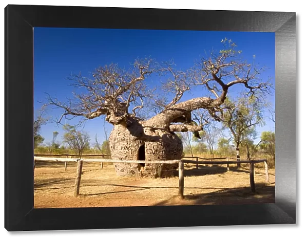 Boab Prison Tree - a very ancient but hollow Boab with an opening through which one can climb inside - Derby, Kimberley Region, Western Australia, Australia