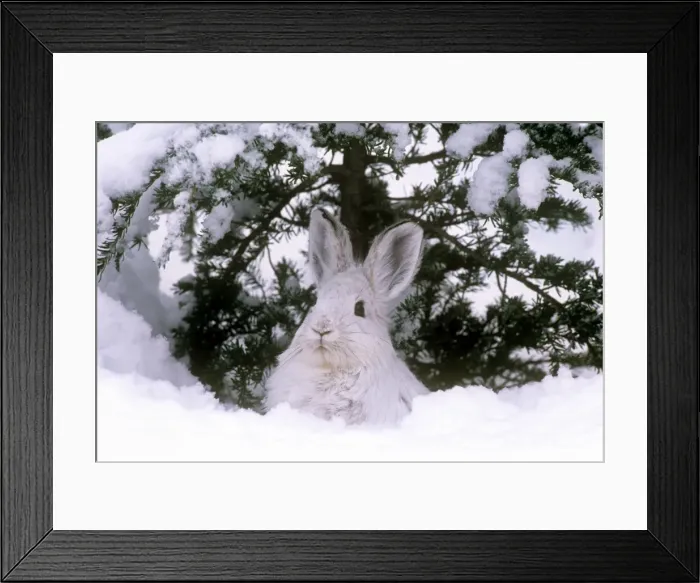 Framed Print : Snowshoe Hare / Varying Hare - in winter snow - British Columbia Framed Print : Snowshoe Hare / Varying Hare - in winter snow - British Columbia