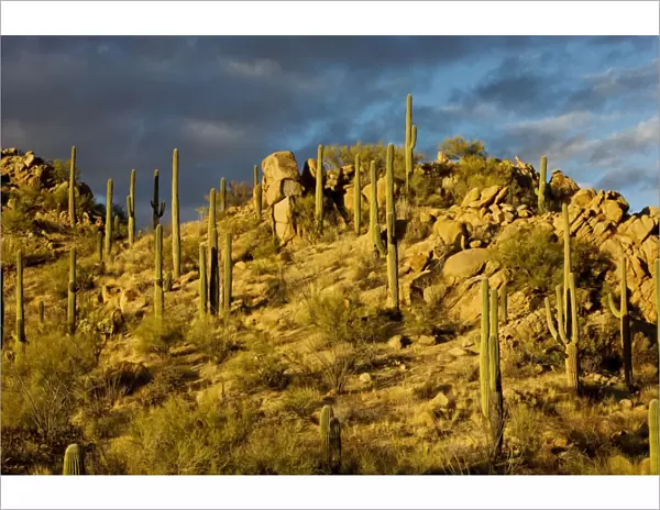 Giant Cactus or Saguaro Carnegiea gigantea in the Saguaro National Park (west), Sonoran Desert, Arizona. USA