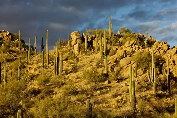 Giant Cactus or Saguaro Carnegiea gigantea in the Saguaro National Park (west), Sonoran Desert, Arizona. USA