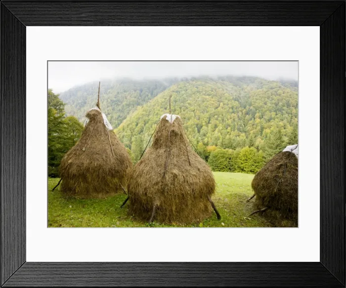 Framed Print : Hay stooks - with autumnal beechwoods beyond, in the Piatra Craiulu mountains, Carpathians, Romania Framed Print : Hay stooks - with autumnal beechwoods beyond, in the Piatra Craiulu mountains, Carpathians, Romania