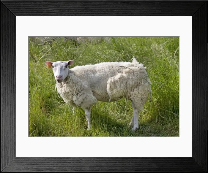 Framed Print : Sheep with long wool Framed Print : Sheep with long wool