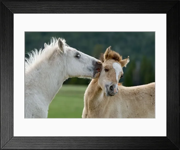 Framed Print : Wild / Feral Horses - colts - Western U. S. - Summer _D3C5735 Framed Print : Wild / Feral Horses - colts - Western U. S. - Summer _D3C5735