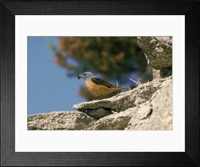Framed Print : Rock Thrush - male with food in beak Framed Print : Rock Thrush - male with food in beak