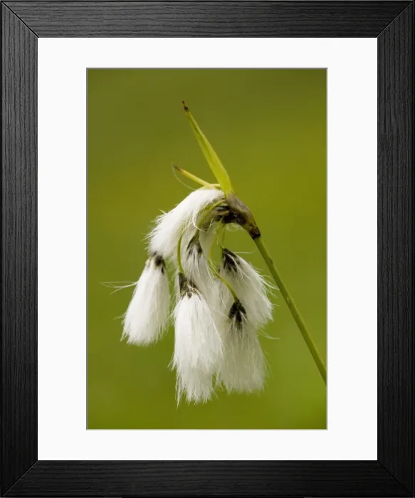 Framed Print : Broad-leaved Cotton-grass (Eriophorum latifolium); uncommon fen plant in UK Framed Print : Broad-leaved Cotton-grass (Eriophorum latifolium); uncommon fen plant in UK
