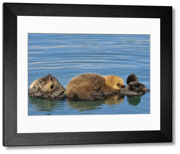 Framed Print : Alaskan / Northern Sea Otter - on water - pup nursing as mother grooms - Alaska _D3B7730 Framed Print : Alaskan / Northern Sea Otter - on water - pup nursing as mother grooms - Alaska _D3B7730
