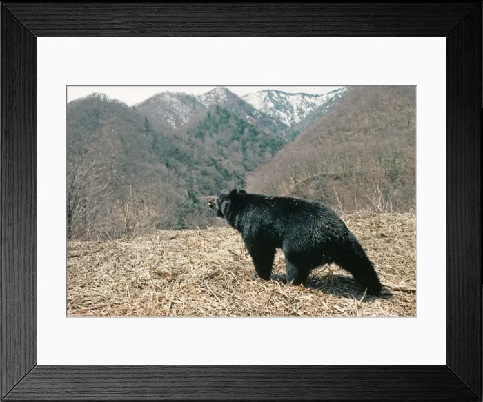 Framed Print : Asiatic Black Bear Framed Print : Asiatic Black Bear