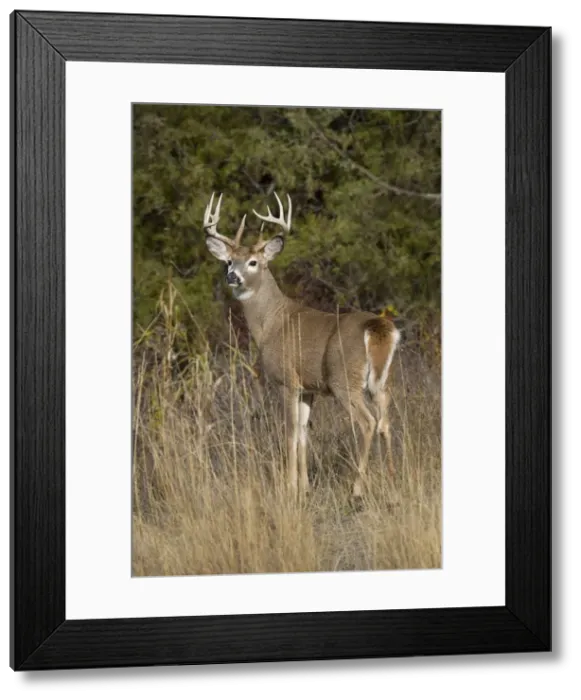 Framed Print : White-tailed Deer - buck in late fall - Rocky Mountains - Montana - USA _DSC0251 Framed Print : White-tailed Deer - buck in late fall - Rocky Mountains - Montana - USA _DSC0251