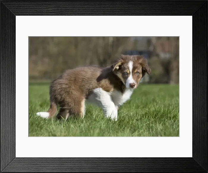 Framed Print : Dog Border Collie pup Framed Print : Dog Border Collie pup