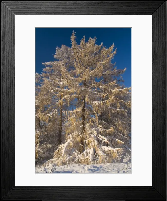Framed Print : European larches - early snow has fallen and covers european larches and surrounding scenery with a thick white blanket creating a very romantic atmosphere Framed Print : European larches - early snow has fallen and covers european larches and surrounding scenery with a thick white blanket creating a very romantic atmosphere