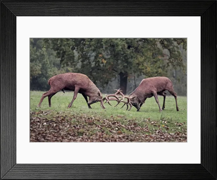 Framed Print : Red Deer - bucks fighting - Pfalzer Wald - Germany Framed Print : Red Deer - bucks fighting - Pfalzer Wald - Germany