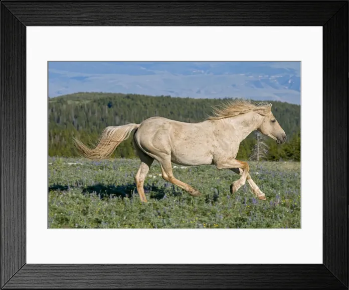 Framed Print : Wild / Feral Horse - running - Western U. S. - Summer _D3C8682 Framed Print : Wild / Feral Horse - running - Western U. S. - Summer _D3C8682