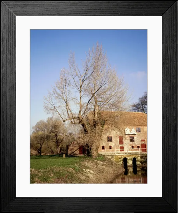 Framed Print : Black Poplar Tree - Mill on River Stour at Sturmin Ster Marshall, Dorset, UK Framed Print : Black Poplar Tree - Mill on River Stour at Sturmin Ster Marshall, Dorset, UK
