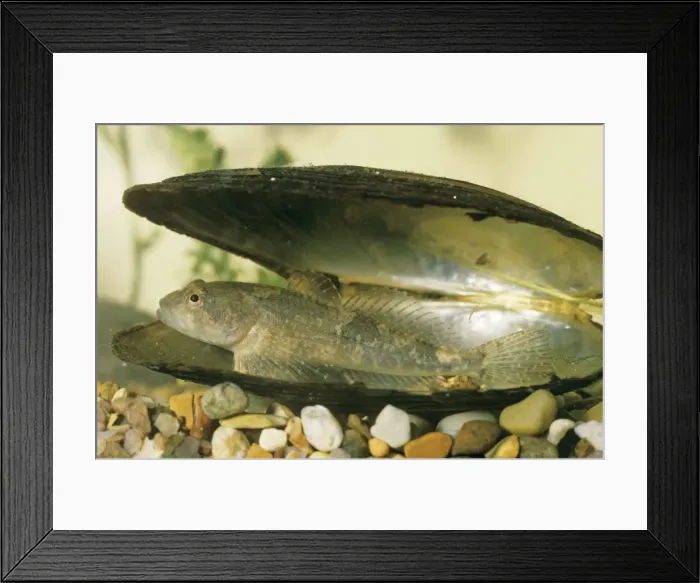 Framed Print : Bull Head Fish