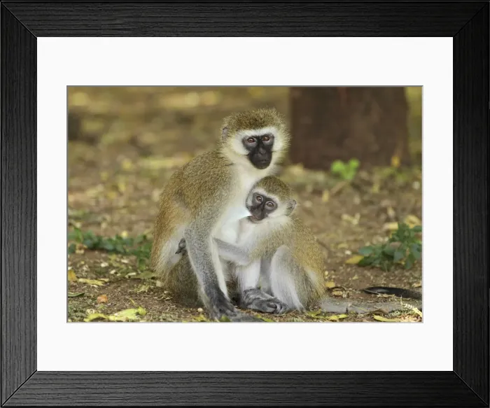 Framed Print : Black-faced Vervet Monkey - mother and young - Kenya Framed Print : Black-faced Vervet Monkey - mother and young - Kenya