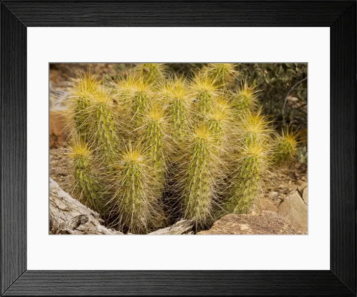 Framed Print : Golden Hedgehog Cactus Echinocereus nicholii. Sonoran desert, Mexico and Arizona Framed Print : Golden Hedgehog Cactus Echinocereus nicholii. Sonoran desert, Mexico and Arizona