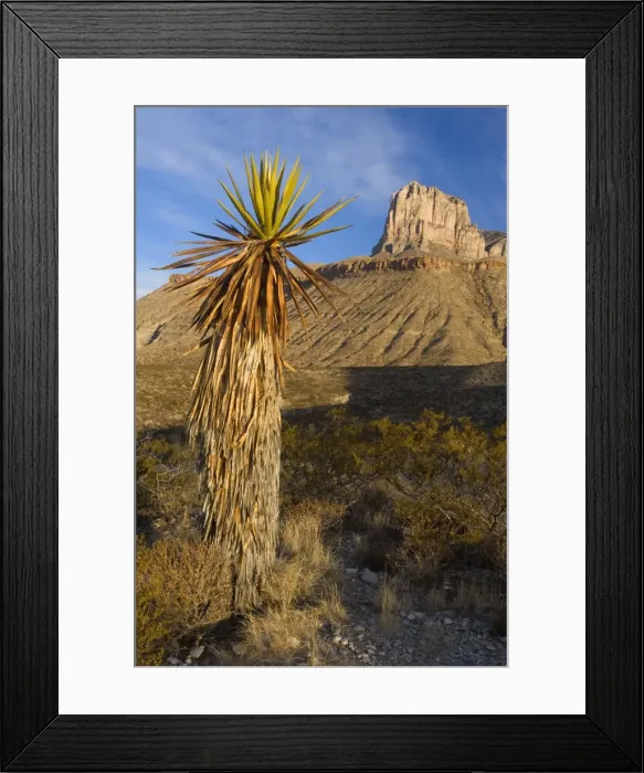 Framed Print : El Capitan - El Capitan's limestone promontory and a big yucca early in the morning - Guadalupe Mountains National Park, Texas, USA Framed Print : El Capitan - El Capitan's limestone promontory and a big yucca early in the morning - Guadalupe Mountains National Park, Texas, USA