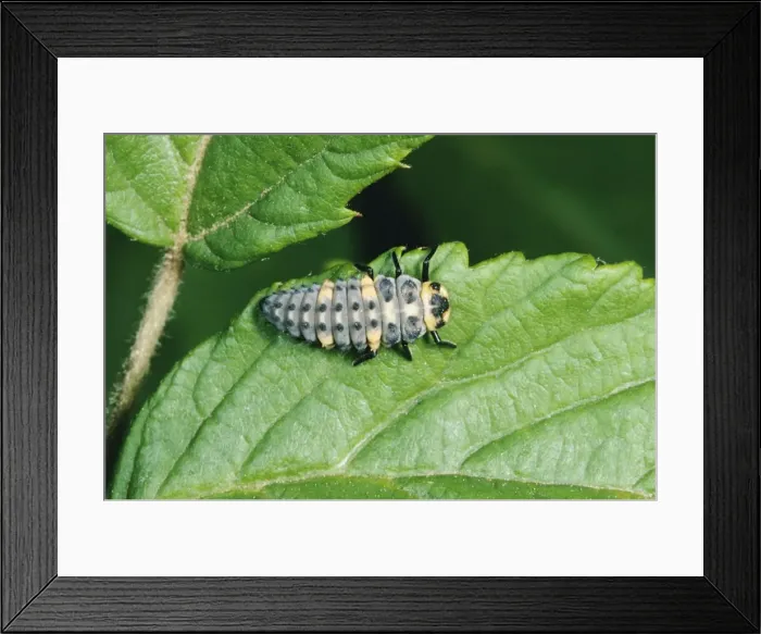 Framed Print : Ladybird - Carnivorous larva of 7 spot Framed Print : Ladybird - Carnivorous larva of 7 spot