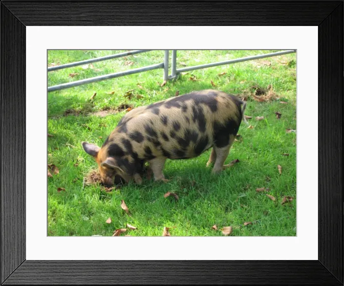 Framed Print : Pig - ancient breed Framed Print : Pig - ancient breed
