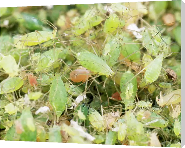 Pea Aphid  /  Greenfly - huge swarm, UK