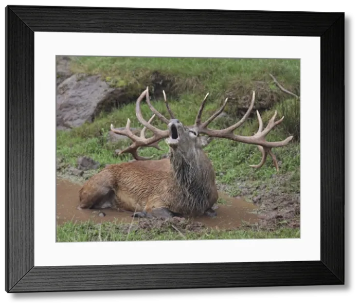 Framed Print : Red Deer - lying down in puddle - in rut - buck belling - Pfalzer Wald - Germany Framed Print : Red Deer - lying down in puddle - in rut - buck belling - Pfalzer Wald - Germany