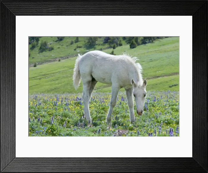 Framed Print : Wild / Feral Horse - colt - Western U. S. - Summer _D3C6981 Framed Print : Wild / Feral Horse - colt - Western U. S. - Summer _D3C6981