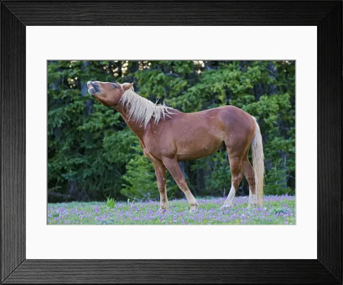 Framed Print : Wild / Feral Horse - stallion - smelling - flehmen - Western U. S. - Summer _D3C6388 Framed Print : Wild / Feral Horse - stallion - smelling - flehmen - Western U. S. - Summer _D3C6388