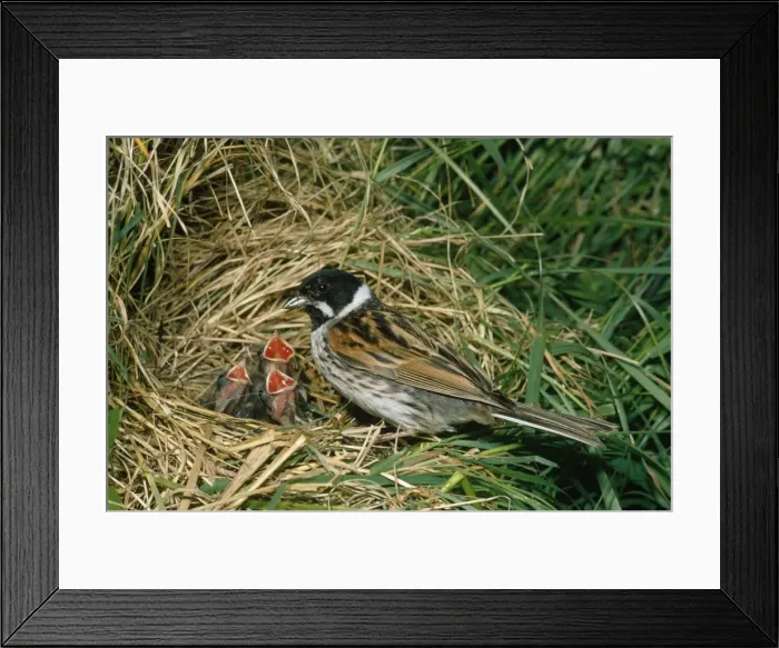 Framed Print : Reed Bunting - at nest with young