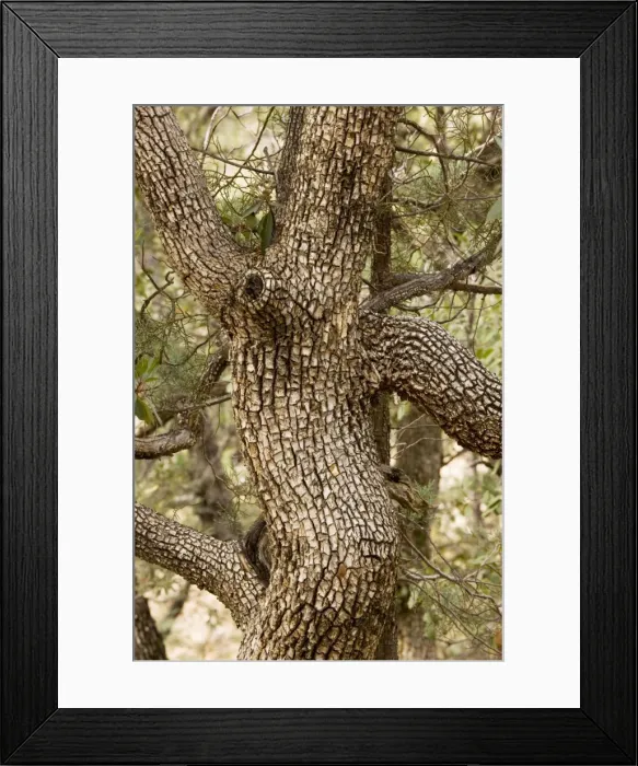 Framed Print : Trunk of Alligator Juniper Juniperus deppeana, Madera canyon, Arizona Framed Print : Trunk of Alligator Juniper Juniperus deppeana, Madera canyon, Arizona