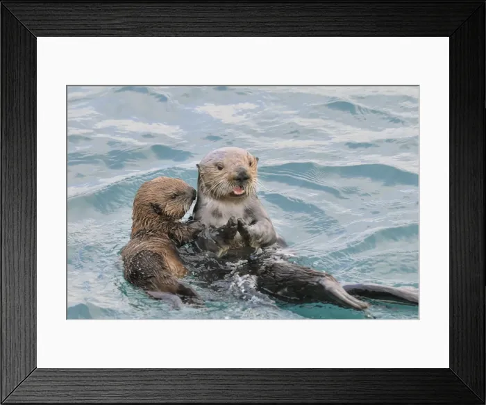Framed Print : Alaskan / Northern Sea Otters - Alaska _D3B4440 Framed Print : Alaskan / Northern Sea Otters - Alaska _D3B4440
