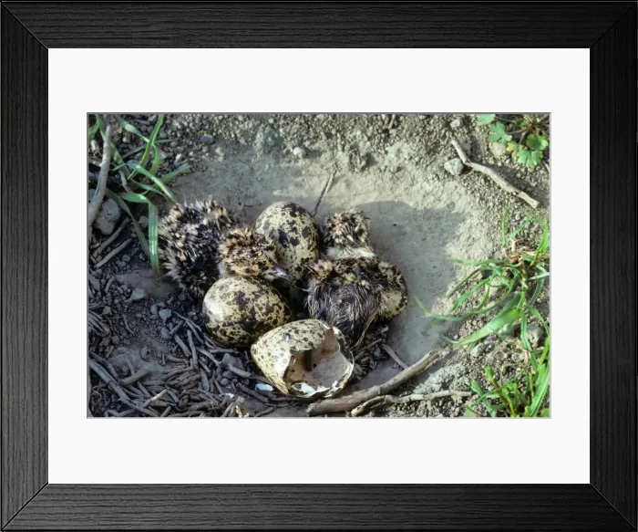 Framed Print : Northern Lapwing - nest with chicks and eggs Framed Print : Northern Lapwing - nest with chicks and eggs