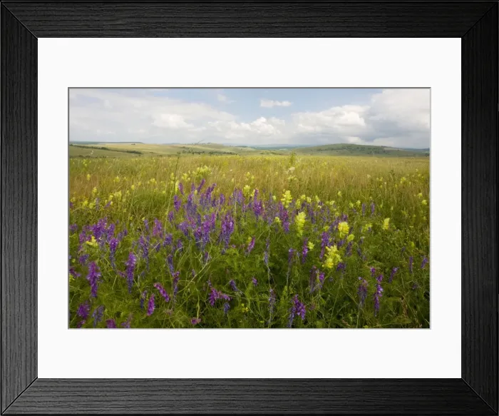 Framed Print : Vetches (Vicia tenuifolia) and a Yellow Rattle (Rhinanthus rumelicus) in the vast open flowery grasslands around the Saxon village of Viscri, in Transilvania, Romania Framed Print : Vetches (Vicia tenuifolia) and a Yellow Rattle (Rhinanthus rumelicus) in the vast open flowery grasslands around the Saxon village of Viscri, in Transilvania, Romania