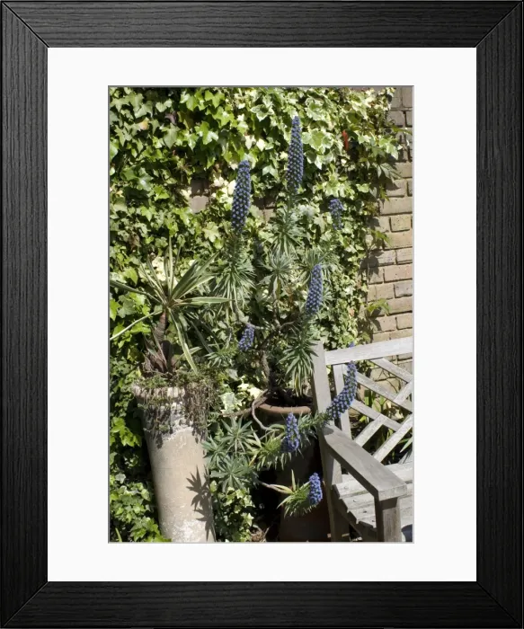 Framed Print : Yucca in chimney and blue flowered Echium - UK