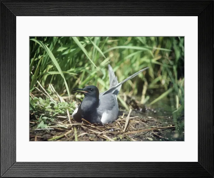 Framed Print : Black Tern - adult female on the nest Framed Print : Black Tern - adult female on the nest