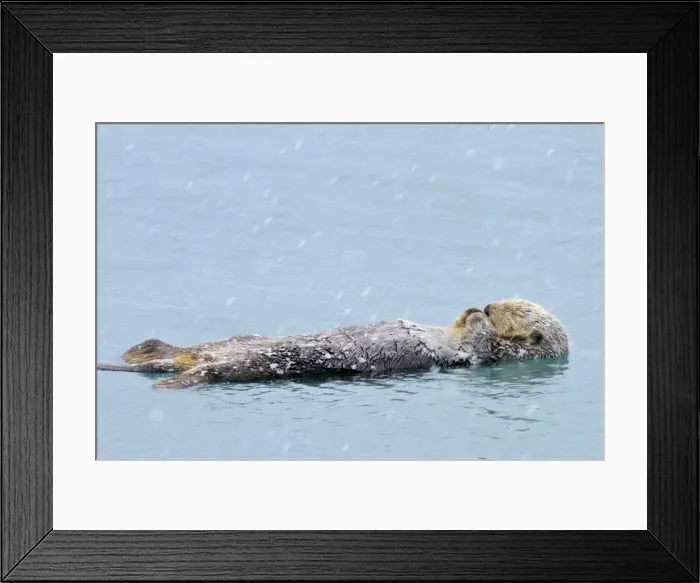 Framed Print : Alaskan  /  Northern Sea Otter - on water sleeping / resting during snow flurry - Alaska _D3B5912