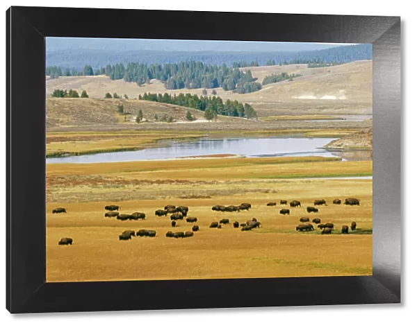 Bison - Yellowstone National Park, USA