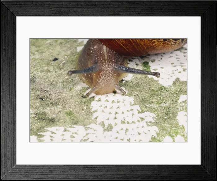 Framed Print : Garden Snail - patterns made by radula, UK Framed Print : Garden Snail - patterns made by radula, UK