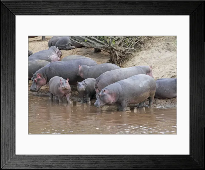 Framed Print : Hippo - herd by water pool - Maasai Mara - Kenya Framed Print : Hippo - herd by water pool - Maasai Mara - Kenya