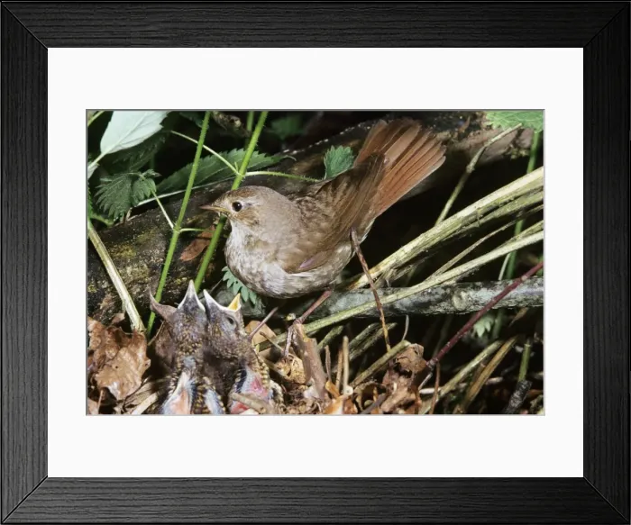 Framed Print : Thrush Nightingale - at nest with young Framed Print : Thrush Nightingale - at nest with young