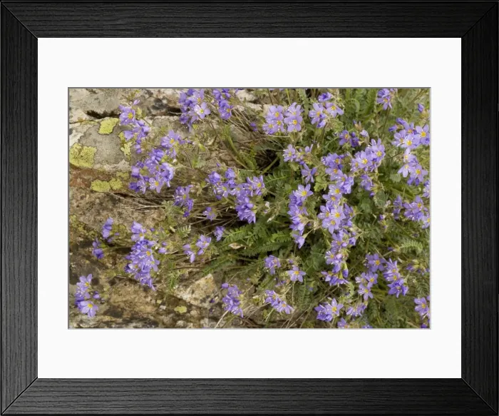Framed Print : An arctic Jacob's Ladder (Polemonium boreale) Siberia and Canada Framed Print : An arctic Jacob's Ladder (Polemonium boreale) Siberia and Canada