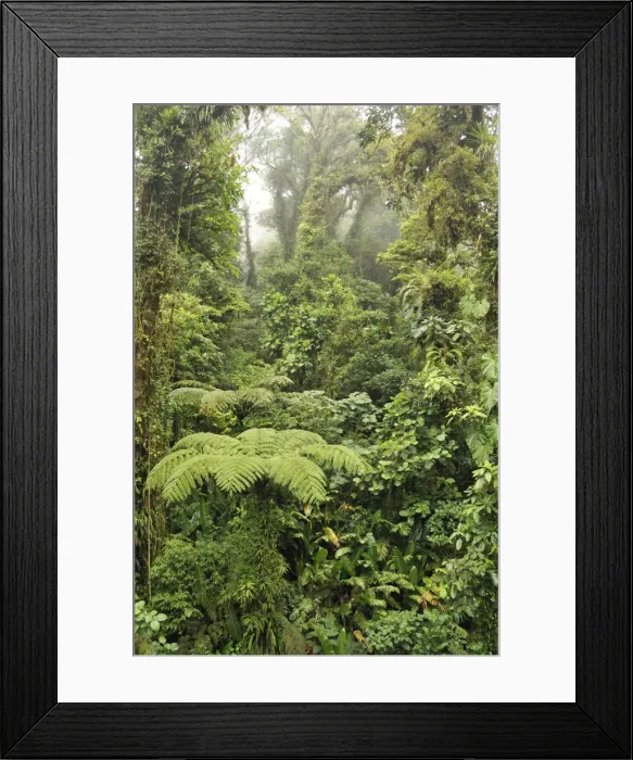 Framed Print : Cloud Forest - Costa Rica Framed Print : Cloud Forest - Costa Rica