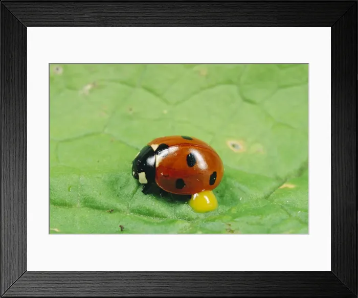 Framed Print : 7-Spot Ladybird - UK Framed Print : 7-Spot Ladybird - UK