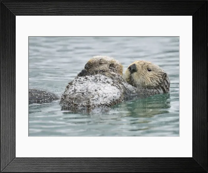 Framed Print : Alaskan / Northern Sea Otter - mother and pup on water in snowstorm - Alaska _D3B6581 Framed Print : Alaskan / Northern Sea Otter - mother and pup on water in snowstorm - Alaska _D3B6581