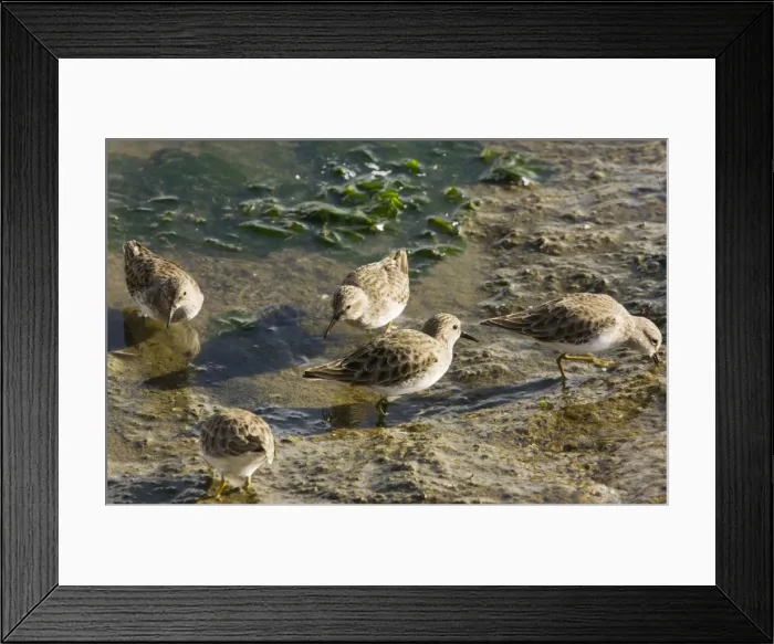 Framed Print : Least Sandpipers - feeding in mud as tide recedes, California Framed Print : Least Sandpipers - feeding in mud as tide recedes, California